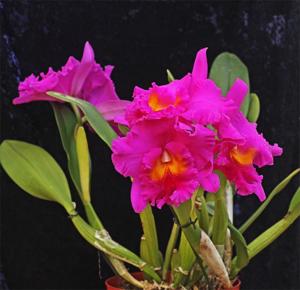 Rhyncholaeliocattleya Triumphal Coronation