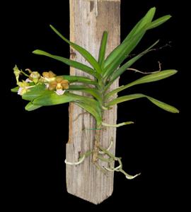 Vanda Kasorn's Flabellmica