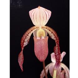 Paphiopedilum Morganiae