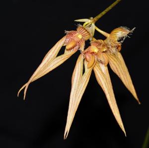 Bulbophyllum Jiraporn Punpreuk