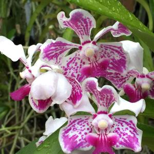 Vanda Boschii