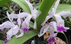 Cattleya Intermedia-Gigas