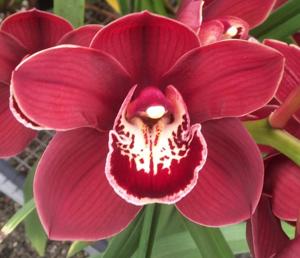 Cymbidium Marilyn Hatfield