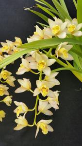 Cymbidium Gladys Whitesell