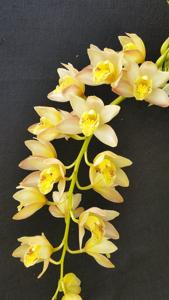 Cymbidium Gladys Whitesell