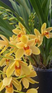 Cymbidium Mad Blanche