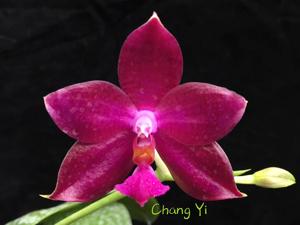 Phalaenopsis Jungo Cherry