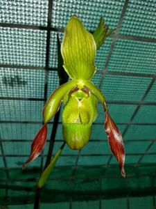 Phragmipedium Summer Fire