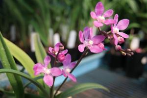 Sarcochilus Mavis