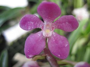 Sarcochilus Mavis