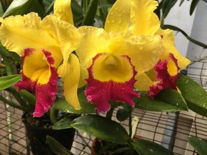 Rhyncholaeliocattleya Taiwan Ruby