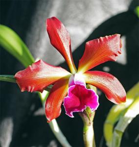 Cattleya Kupferprinz