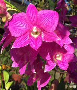 Dendrobium Burana Stripe