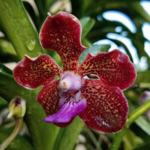 Papilionanda Carter Bradley Kean Mon Chen