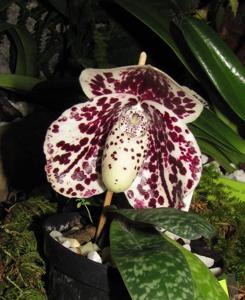 Paphiopedilum Otogozen