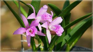 Brassanthe Maikai