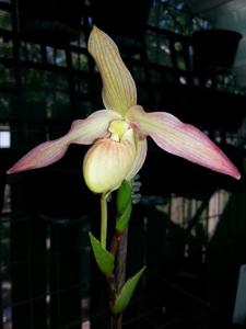 Phragmipedium Olaf Gruss