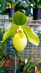 Paphiopedilum Envy Green