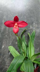 Phragmipedium Jason Fischer