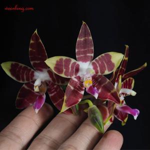 Phalaenopsis CTL Ambo Tetralacea