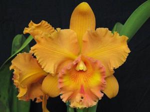 Rhyncholaeliocattleya Spanish Eyes