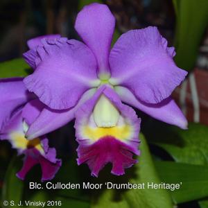 Cattleya Culloden Moor