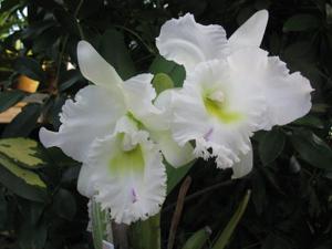 Rhyncholaeliocattleya Pastoral