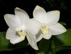 Phalaenopsis Timothy Christopher-Gelblieber