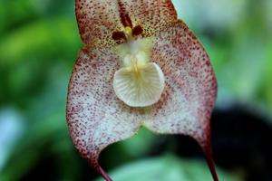 Dracula pileus