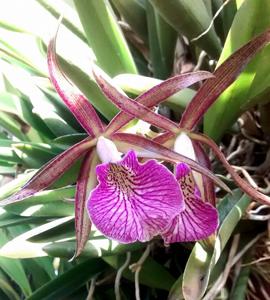 Brassocattleya Mary Dodson