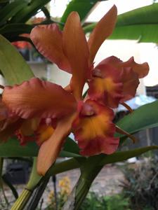 Rechingerara Marvideen Rose