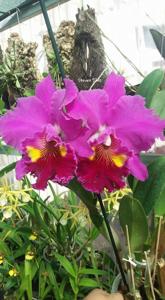 Rhyncholaeliocattleya Lucky Strike