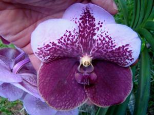 Vanda Lenavat