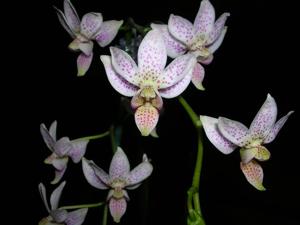 Phalaenopsis Liu's Star Dusts