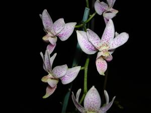 Phalaenopsis Liu's Star Dusts