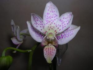 Phalaenopsis Liu's Star Dusts