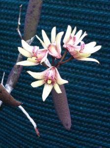 Dendrobium Beverley Anne