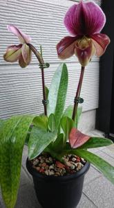 Paphiopedilum Battle of Egypt