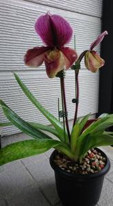 Paphiopedilum Battle of Egypt