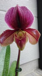 Paphiopedilum Battle of Egypt