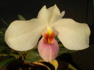 Paphiopedilum Burki