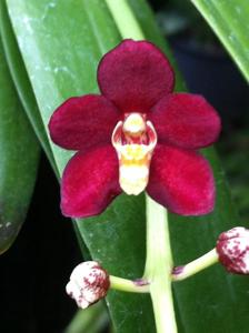 Sarcochilus Bonanza