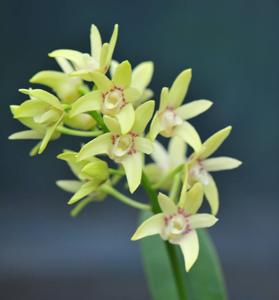 Dendrobium Brimbank Eclipsed