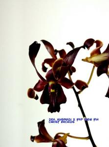 Dendrobium Husmadi-Yap Su-Yin