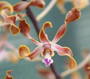 Dendrobium Gloucester Sands