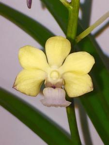 Vandachostylis Michael Dean