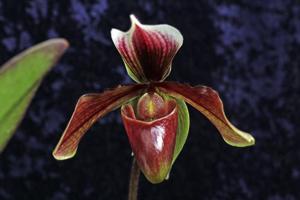 Paphiopedilum King Arthur