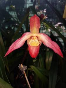 Phragmipedium Caroline Miller Ott