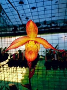 Phragmipedium Bel Royal