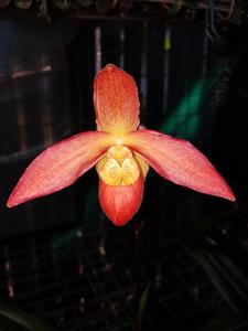 Phragmipedium Sunset Glow